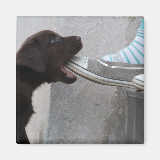 Ät min sko! Labrador Puppy Magnet (Framsidan)