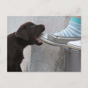 Ät min sko! Labrador Puppy Vykort
