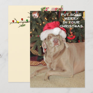 Åt Weimaraners jul