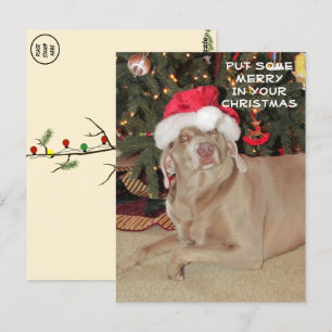 Åt Weimaraners jul Vykort
