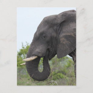 Äta för elefant vykort