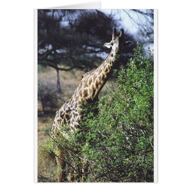 Äta för Twiga Masai (Masaigiraff) Hälsningskort (Framsidan)