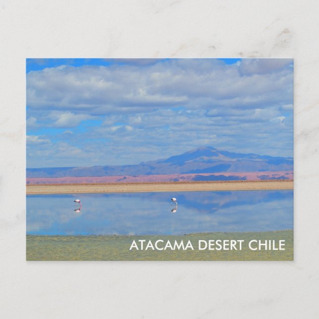 Atacama Desert, Flamingo Chile-vykort Vykort (Framsida)