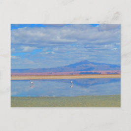 Atacama Desert, Flamingo Chile-vykort Vykort