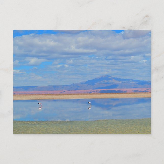 Atacama Desert, Flamingo Chile-vykort Vykort (Framsida)