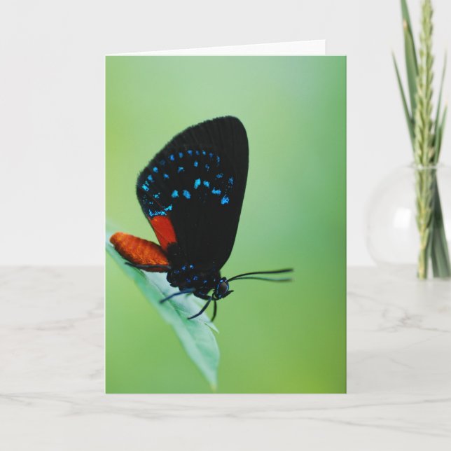 Atala Kort (Framsida)