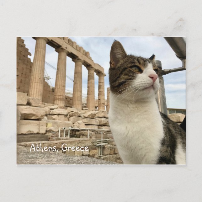 Atatkattens Kitten Acropolois Parthenon-vykort Vykort (Framsida)