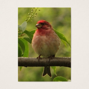 ATC för purpurfärgad Finch Visitkort