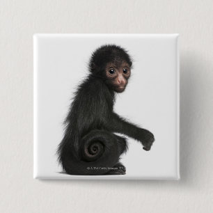 Ateles paniscus (3) knapp