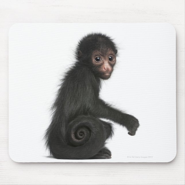 Ateles paniscus (3) musmatta (Framsidan)