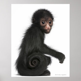 Ateles paniscus (3) poster