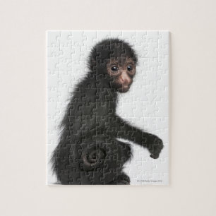 Ateles paniscus (3) pussel