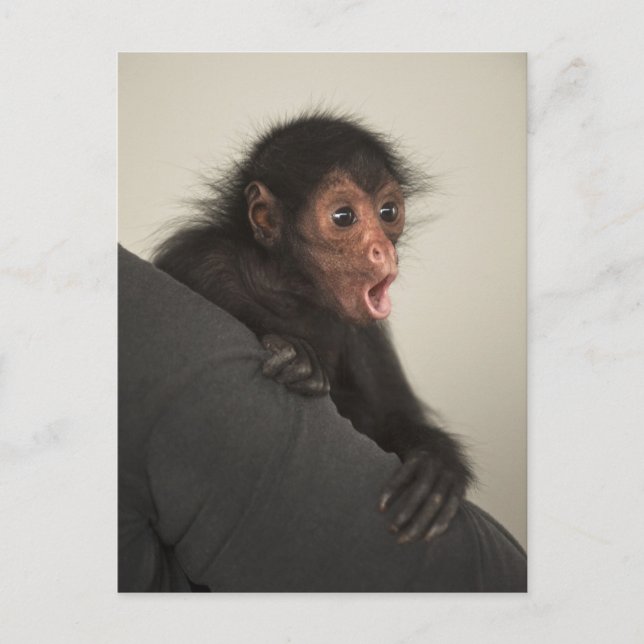 Ateles paniscus (Ateles paniscus) Vykort (Framsida)