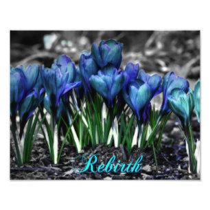 Återfödning av Aqua Blue Crocus Blooms Fototryck
