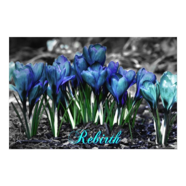 Återfödning av Aqua Blue Crocus Blooms Fototryck (Framsidan)
