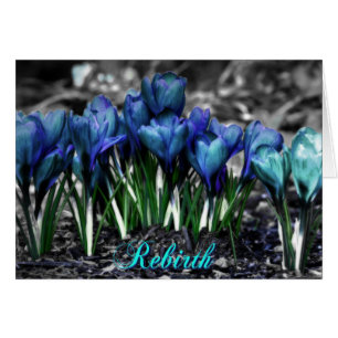 Återfödning av Aqua Blue Crocus Blooms OBS Kort