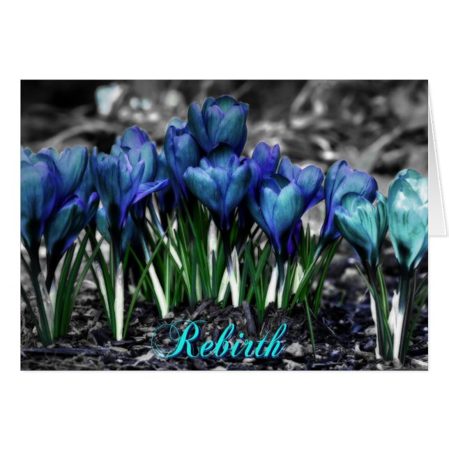 Återfödning av Aqua Blue Crocus Blooms OBS Kort (Framsidan Horizontal)