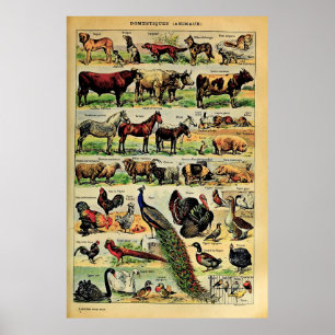 Återskapade Adolphe Millot Husdjur Poster