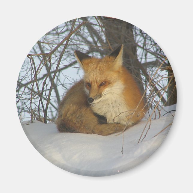Återställ räv magnet (Framsidan)