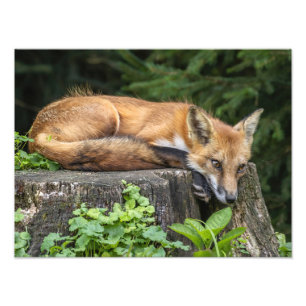 Återställ Red Fox-fotoutskrift Fototryck