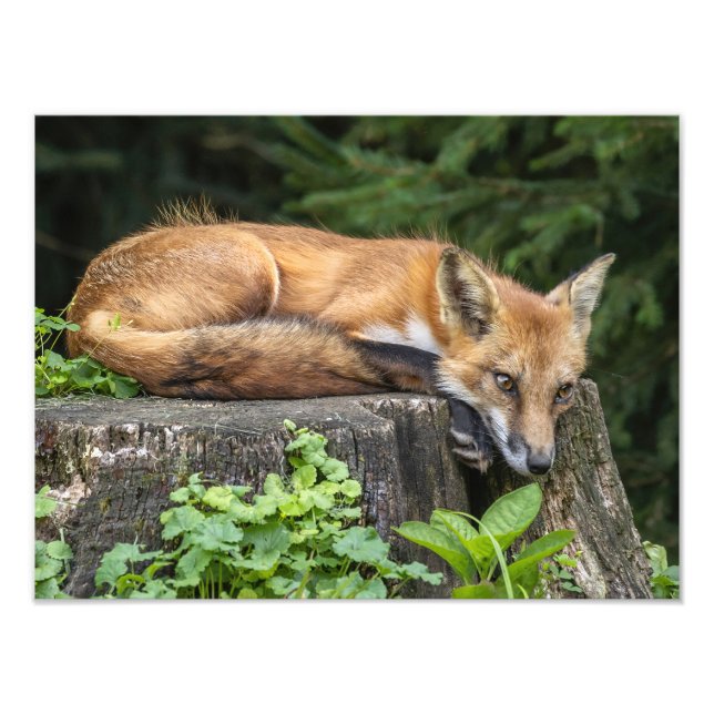 Återställ Red Fox-fotoutskrift Fototryck (Framsidan)