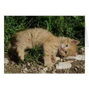 Återställ Tabby Baby Hälsningskort