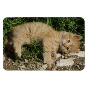 Återställ Tabby Baby Magnet