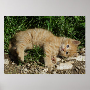 Återställ Tabby Baby Poster
