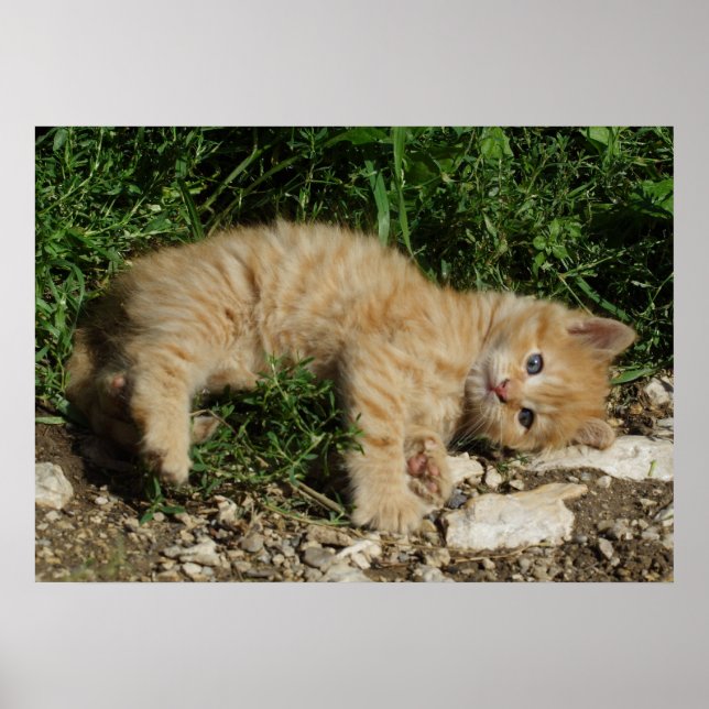 Återställ Tabby Baby Poster (Framsidan)