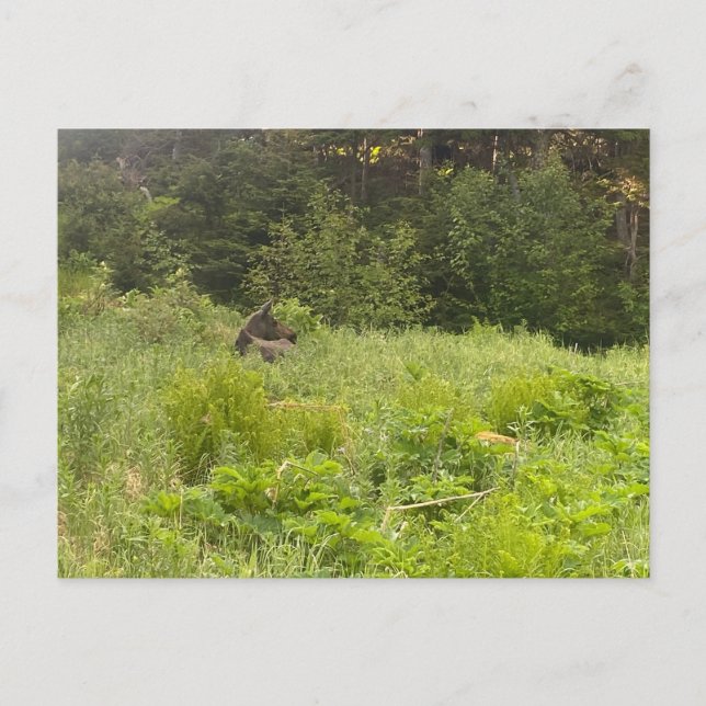 Återställ vykort för film (Framsida)