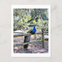 Återställ vykort för husdjur