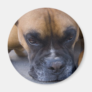 Återställa Boxer Hund Magnet