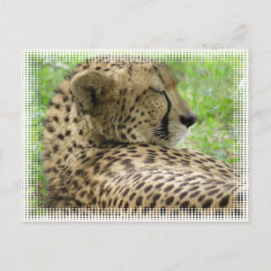 Återställa Cheetah-vykort Vykort