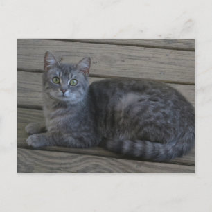 Återställa Grått Cat Vykort