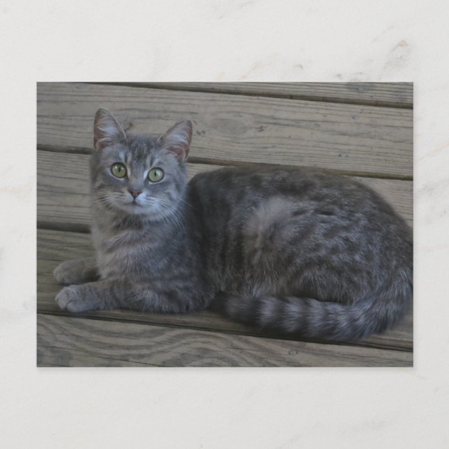 Återställa Grått Cat Vykort (Framsida)