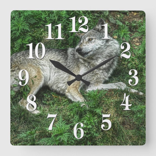 Återställa Grått Varg 2 Wildlife Clock Fyrkantig Klocka (Framsida)