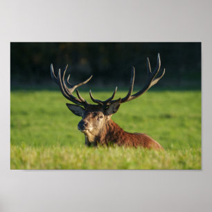 Återställa Grönt i gräs Poster