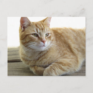 Återställa Gult Katt Vykort