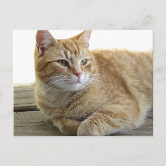 Återställa Gult Katt Vykort (Framsida)