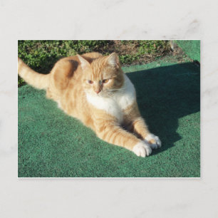 Återställa Gult Katt Vykort