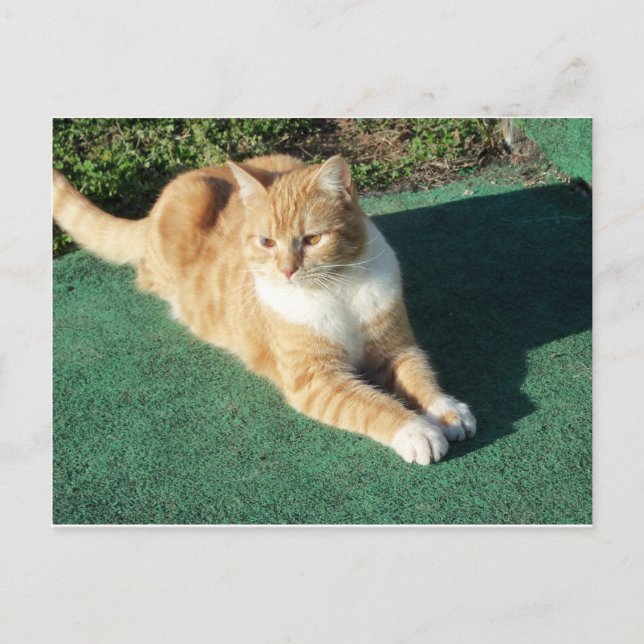 Återställa Gult Katt Vykort (Framsida)