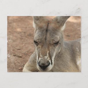 Återställa Kangaroo-vykort Vykort