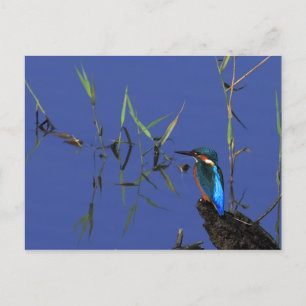 Återställa Kingfisher-vykort Vykort