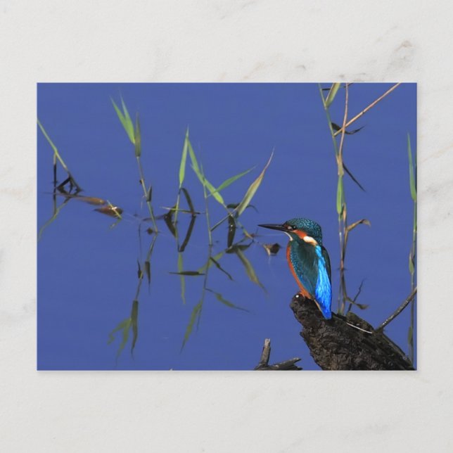 Återställa Kingfisher-vykort Vykort (Framsida)