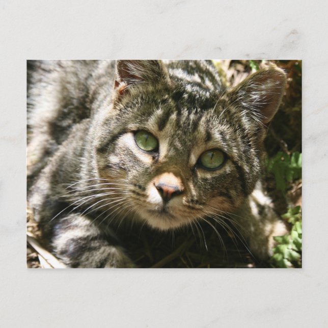 Återställa kundvykort vykort (Framsida)