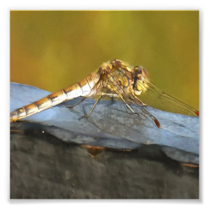 Återställa Ochre Brown Dragonfly Realistisk målnin Fototryck