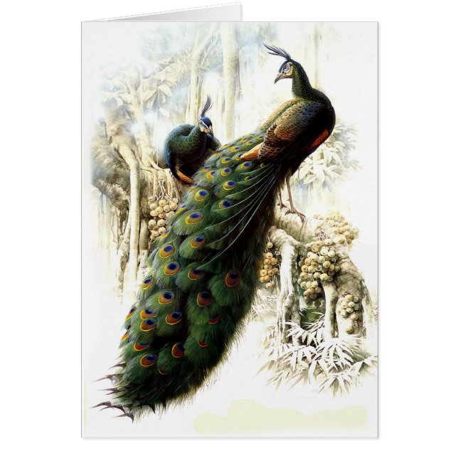 Återställa Peacocks Hälsningskort (Framsidan)