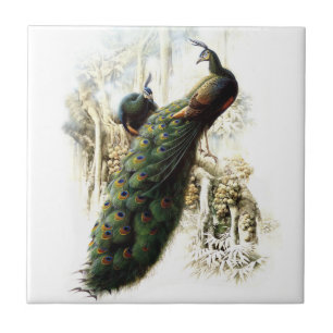 Återställa Peacocks Kakelplatta