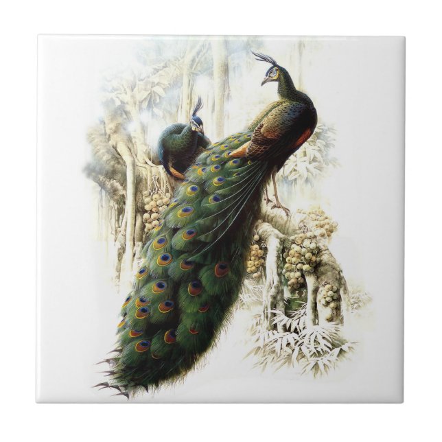Återställa Peacocks Kakelplatta (Framsidan)