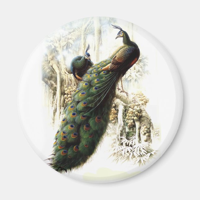 Återställa Peacocks Magnet (Framsidan)